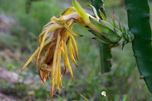 除草小秘籍：火龙果的杂草打不烂？试试这招！
