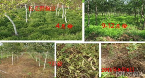 适应多种土壤条件的草坪草种