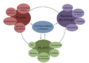 调节细菌基因表达，影响代谢过程