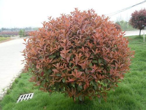 本石楠：低调的蔷薇科家族成员