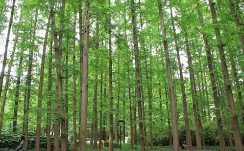 雪松的历史与文化