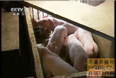 仔猪早断奶，母猪或可提前发情