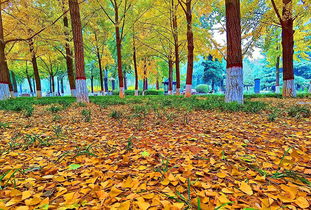 三色堇：秋日的小精灵