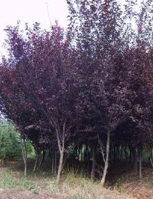 修剪红叶李的时机