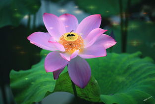 海芙蓉：艳丽花朵，海边独特风景