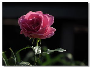 月季花， 庭院里的美丽使者