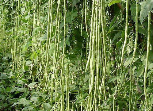 豆角采摘期间Neng使用百菌清杀菌剂吗？