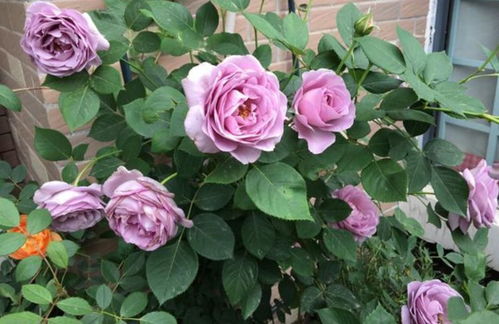 蓝色天空：耐热耐湿，四季常开