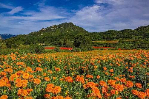 菊花花瓣层层叠叠，似云似霞