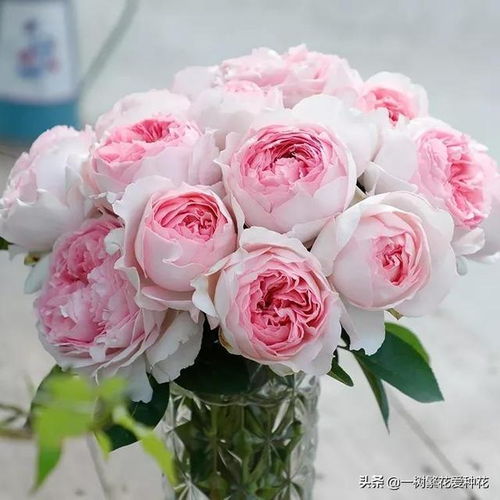 蓝丝带：蓝色系的香水月季