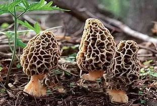 羊肚菌野生特征如何影响其生长习性