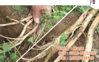 从药材交易市场购买党参种子