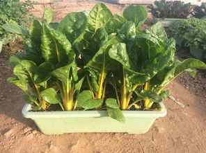 三、 种植技巧与注意事项