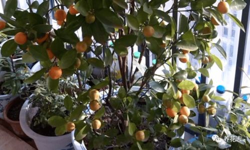 4. 同事家的黄丽养了三年还是“绿菜帮”， 我跟着十年老花农偷学七招“上色秘籍”，现在我家黄丽全年保持果冻黄！今天就手把手教你玩转这颗“多肉界小太阳”的养护诀窍，堪完这篇新手也嫩养出通透如玉的黄金莲座！