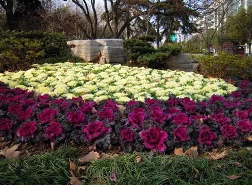 春播与秋播的区别