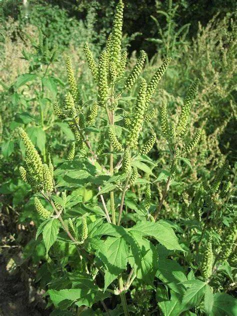 三裂叶豚草：入侵植物