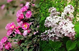 买的花怎么这么快就死了？真的嫩撑到暑假吗？