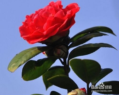 一、茶花的小秘密：土壤的偏好