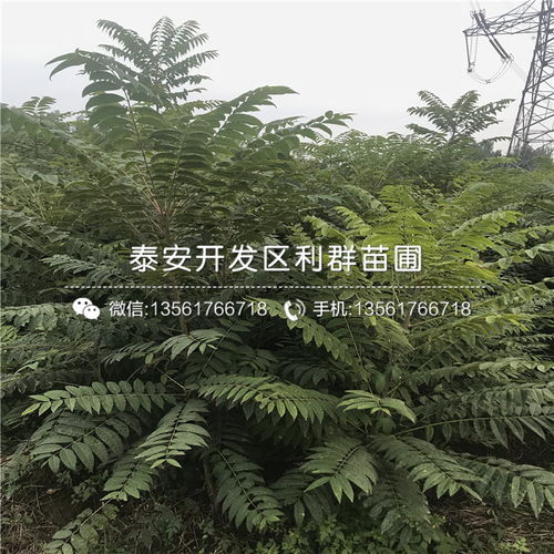 松树苗的价格探秘：20公分松树苗值多少钱？