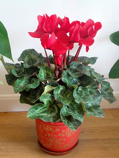 “花卉养护小技巧：哪些花可以生切？美美哒！”