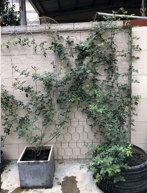 月季小苗大花盆种植疑问解答