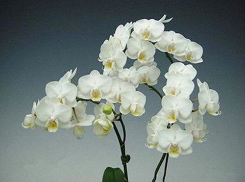 白羊座：热情如火的玫瑰