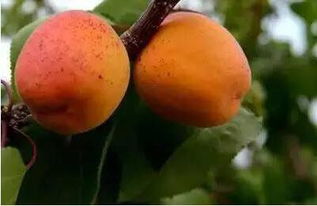 杏核种下去，怎么就不发芽了呢？