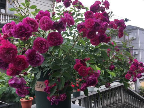 月季种植技巧分享