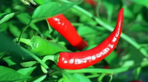 辣子辣子我爱你