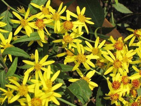 校园里的黄花世界