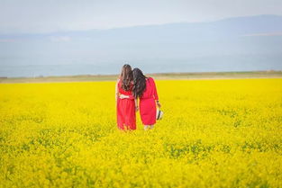 耐寒花卉的美丽画卷