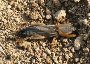 蚜虫、 红蜘蛛，来势汹汹