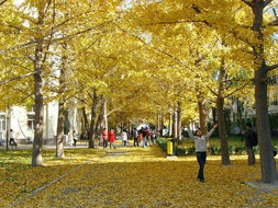 哎呀， 银杏这玩意儿，咋说呢，个人觉得还是不错的