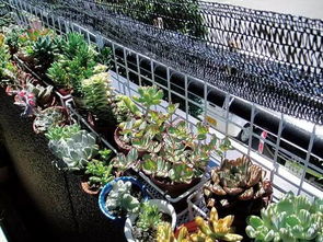 多肉植物的遮阳与通风