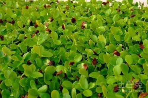 采收储存的小技巧