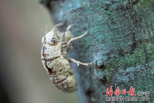 蝉蛹何时破壳而出？变成蝉的蜕变过程你知道吗