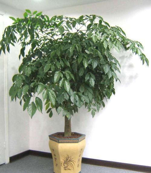 幸福树生长期施氮肥的最佳用量和频率是怎样的