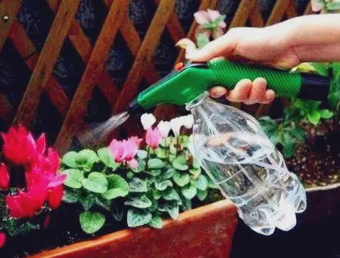 牡丹种子什么时候播种？老花匠教你最佳播种时间