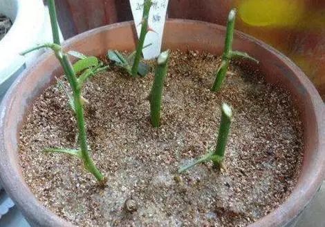 小冠花扦插：剪取健康枝条