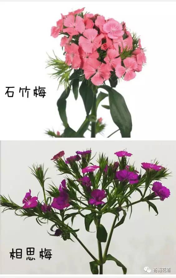 “100种花卉品种大揭秘，这些花名你认识几种