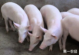 约克夏猪种猪：体型匀称