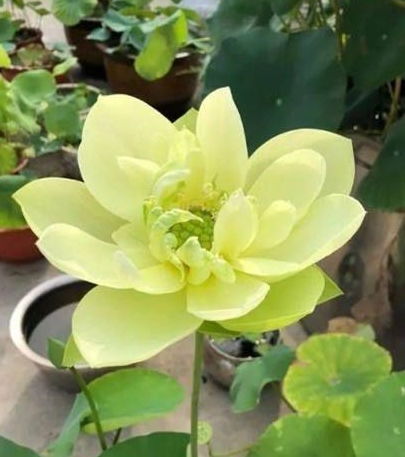 碗莲种植太简单了？在家也能种
