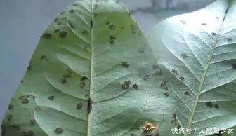 气候：春天的“梨树”萌芽之谜