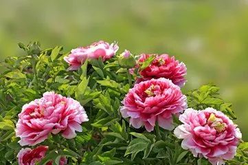 如何挑选玫瑰花牡丹花？选购技巧你掌握了吗
