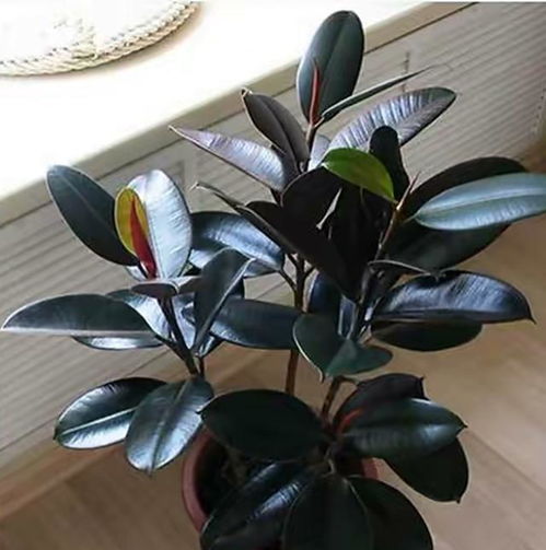 清晨的阳光与巴西木的绿意