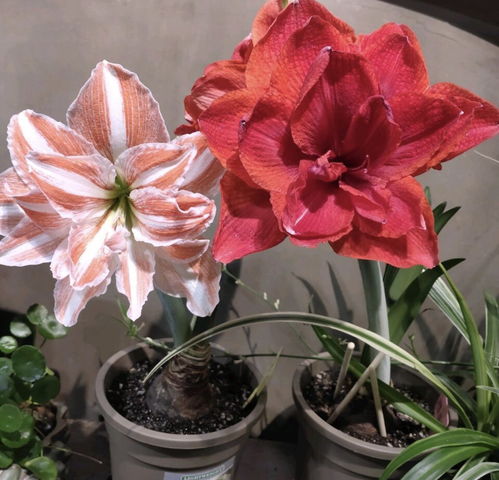 三、光照要充足