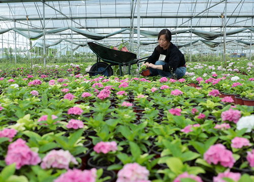 菏泽夏日花卉种植指南