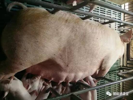 麦麸预防母猪便秘不再流行，为何效果不佳