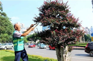 1. 修剪彩叶绿篱植物