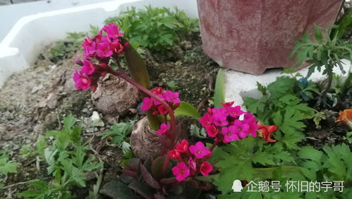 如何科学浇水让长寿花更长寿？